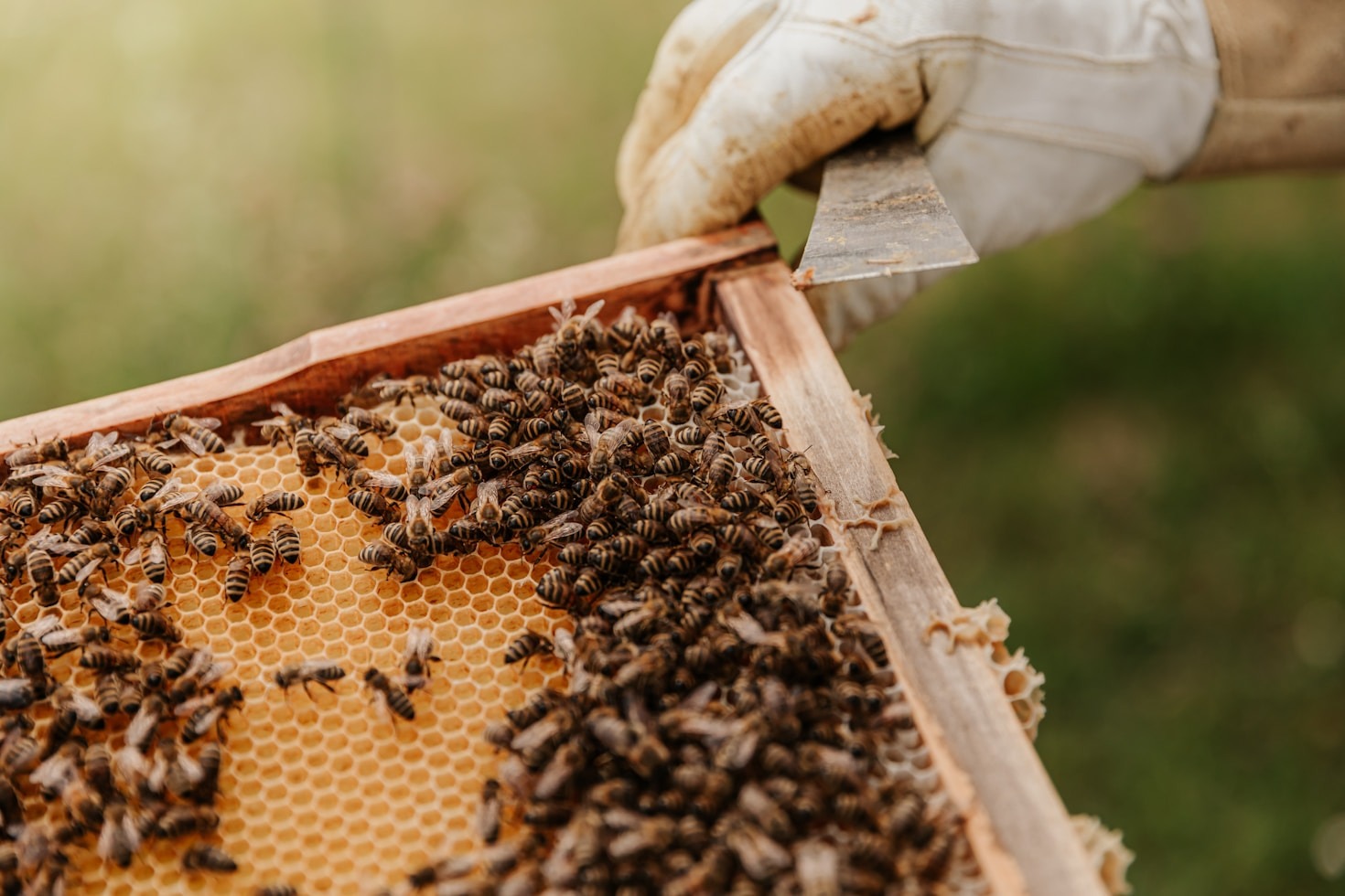 Cómo la apicultura impulsa la conservación del medio ambiente