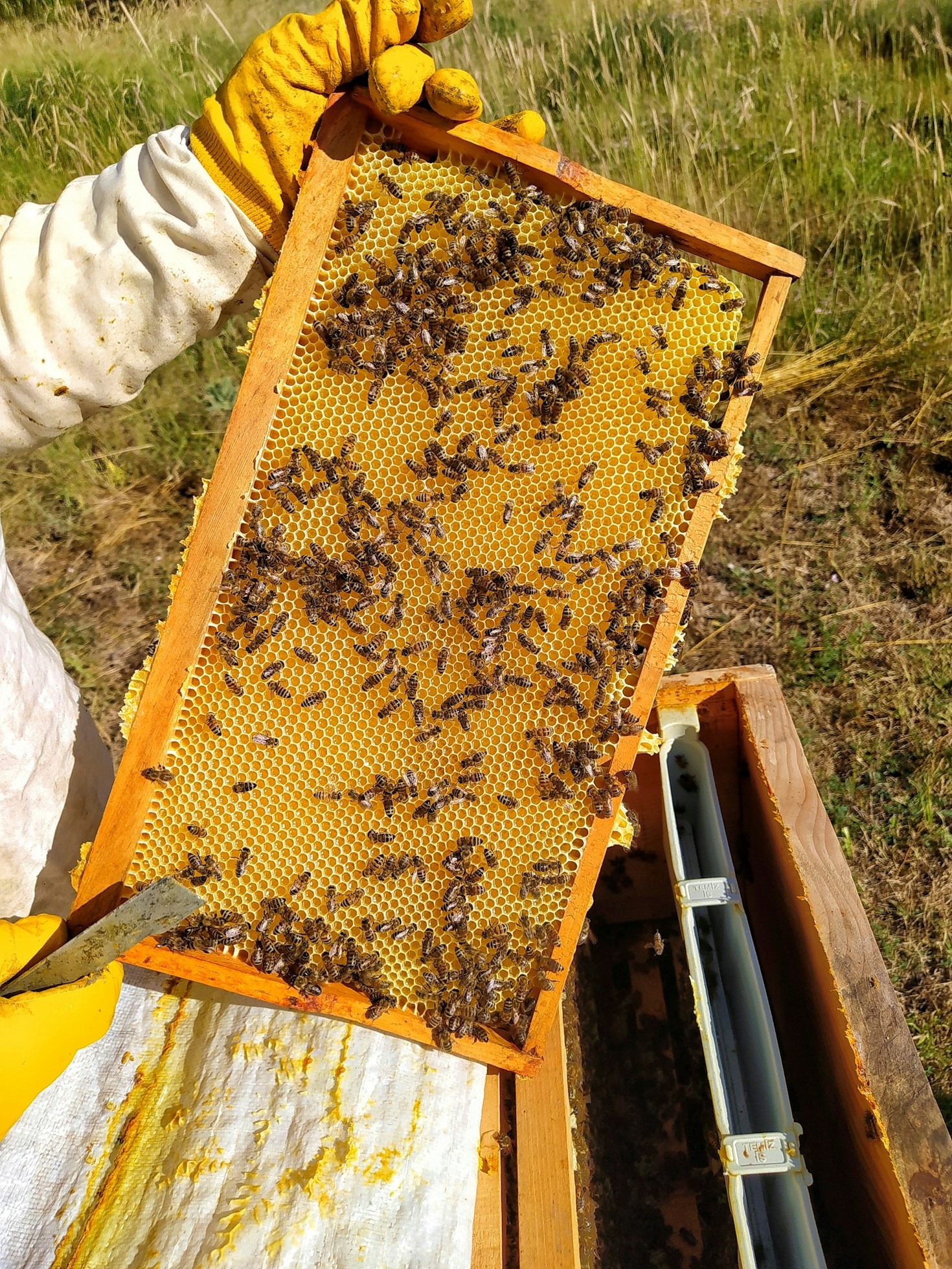 Novedades en investigación sobre la salud de las abejas