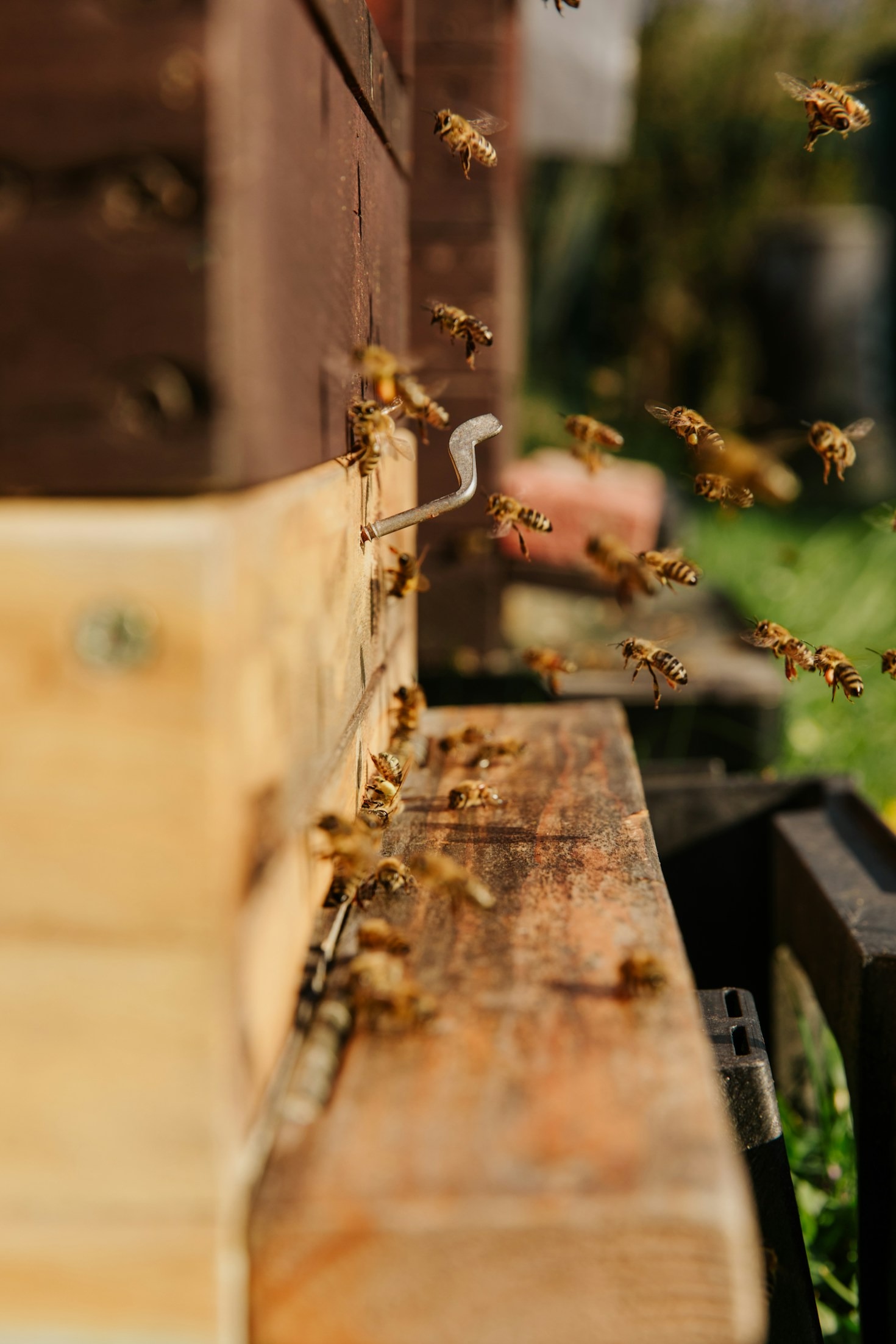 El impacto de las abejas en la biodiversidad y la alimentación